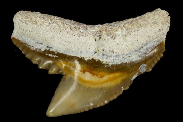 Fossil Tiger Shark Tooth - Bone Valley, Florida #113873